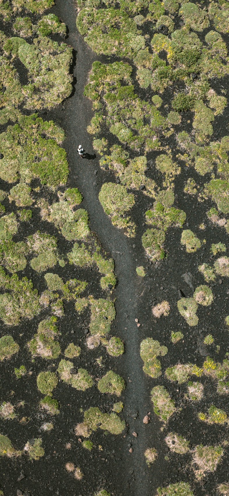 SS25 landscape image