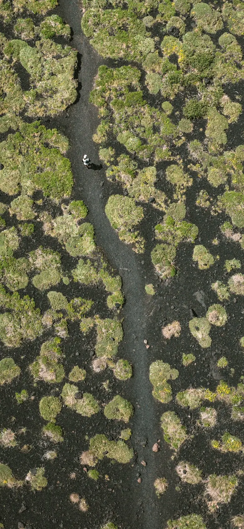 SS25 landscape image