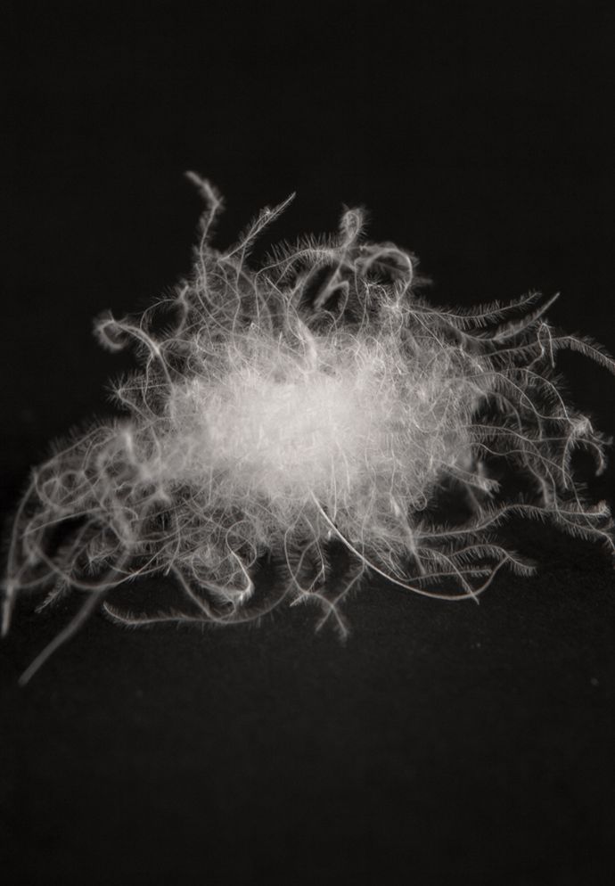 Allied Feather x Odlo