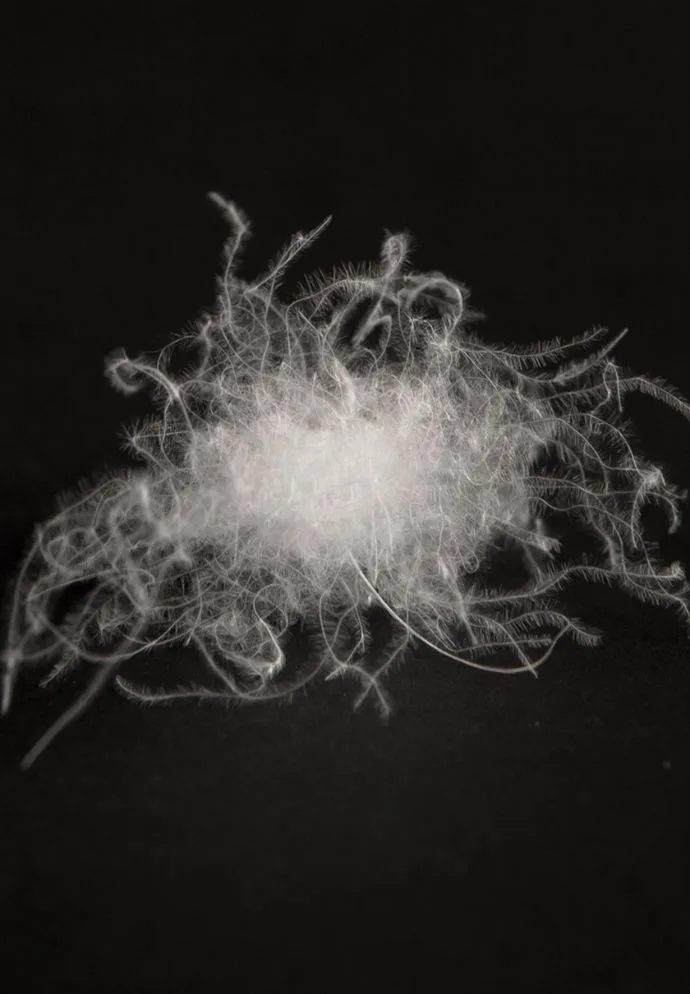 Allied Feather x Odlo