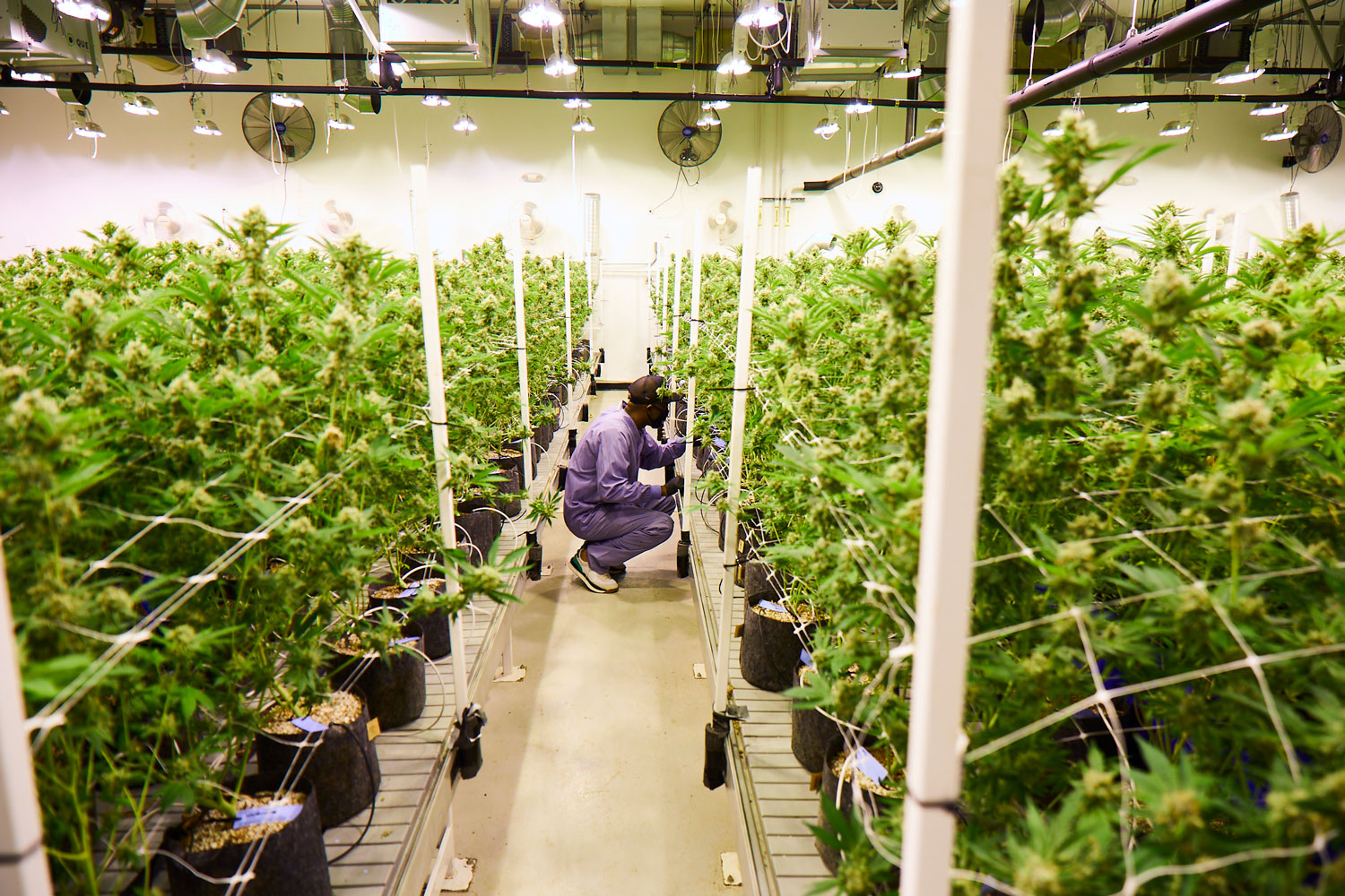 Man tending to marijuana plants