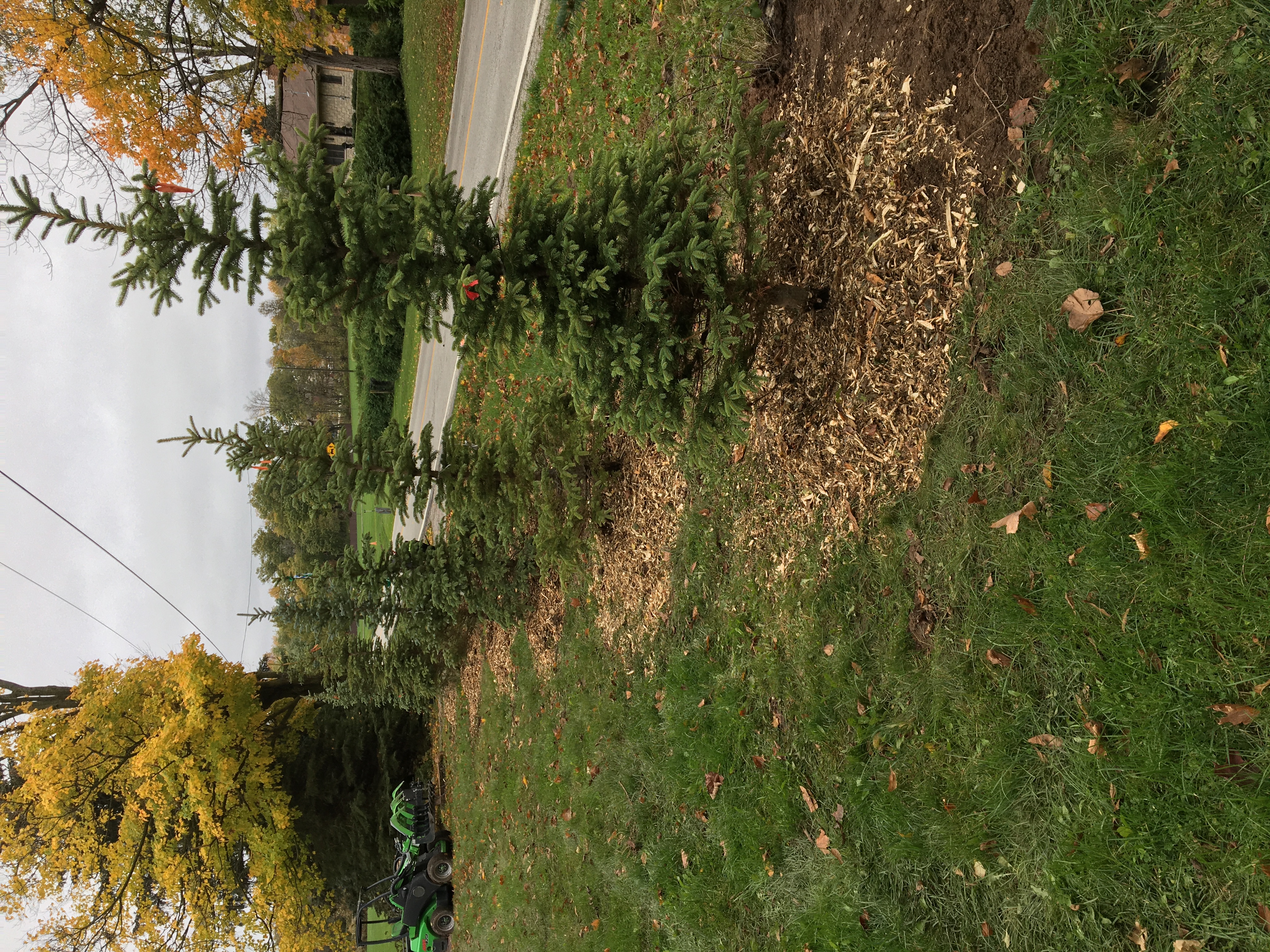 Spruce trees Freshly planted