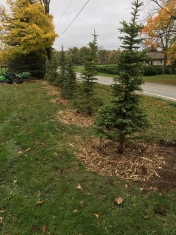 Spruce Trees Freshly planted 