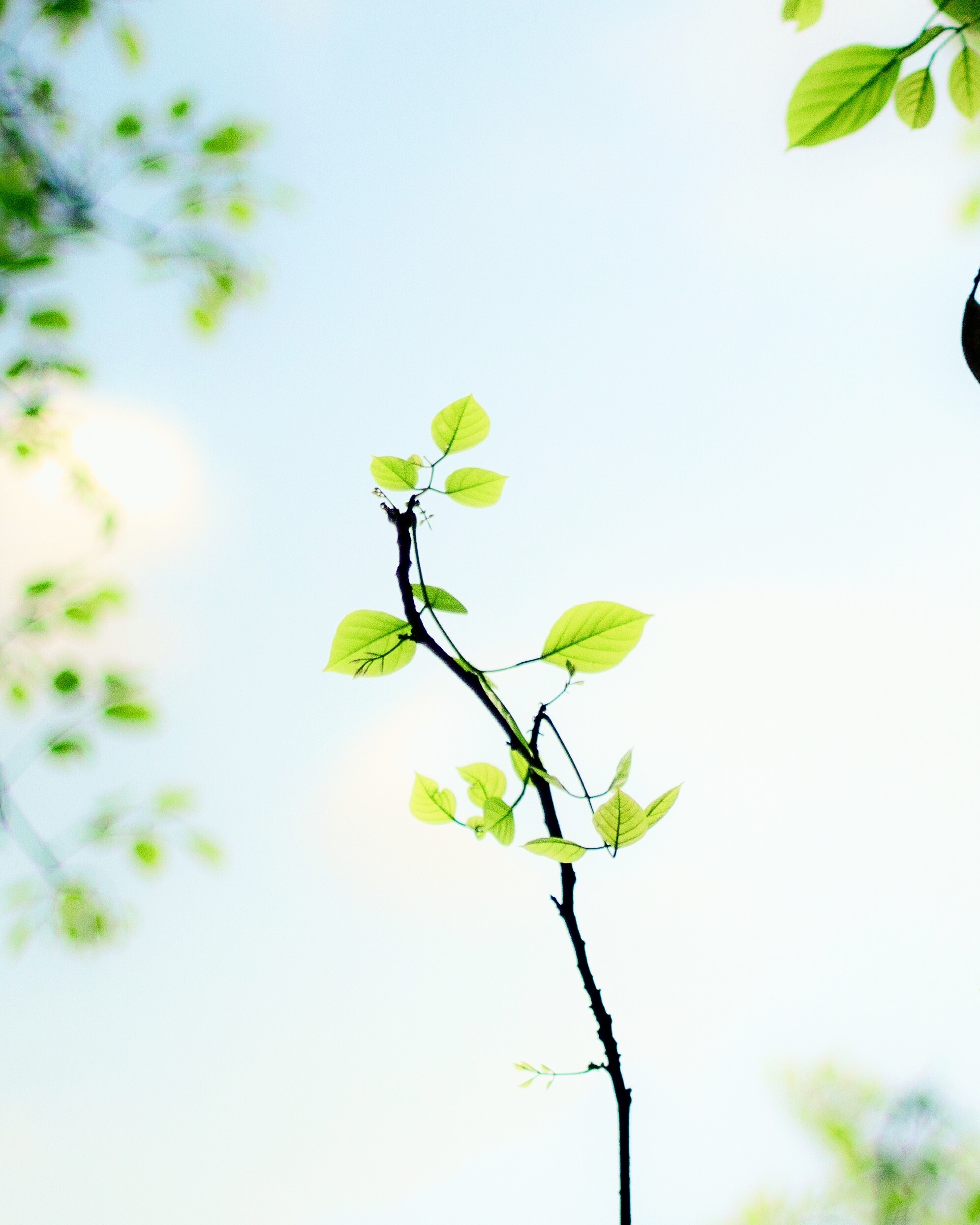 A tree that streams into the sky on a sunny day.