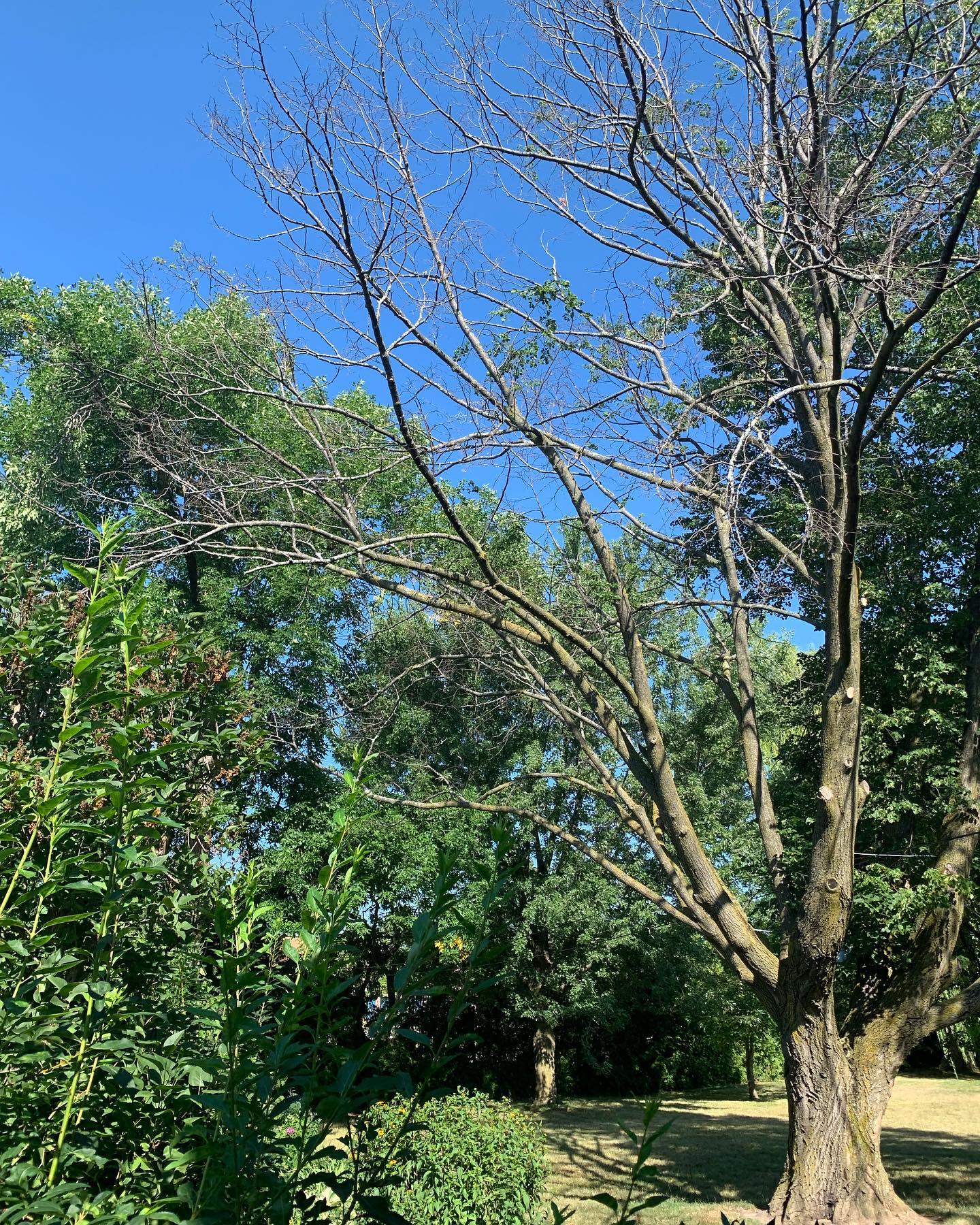 This Linden was in decline half the tree was dead 