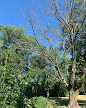 This Linden was in decline half the tree was dead