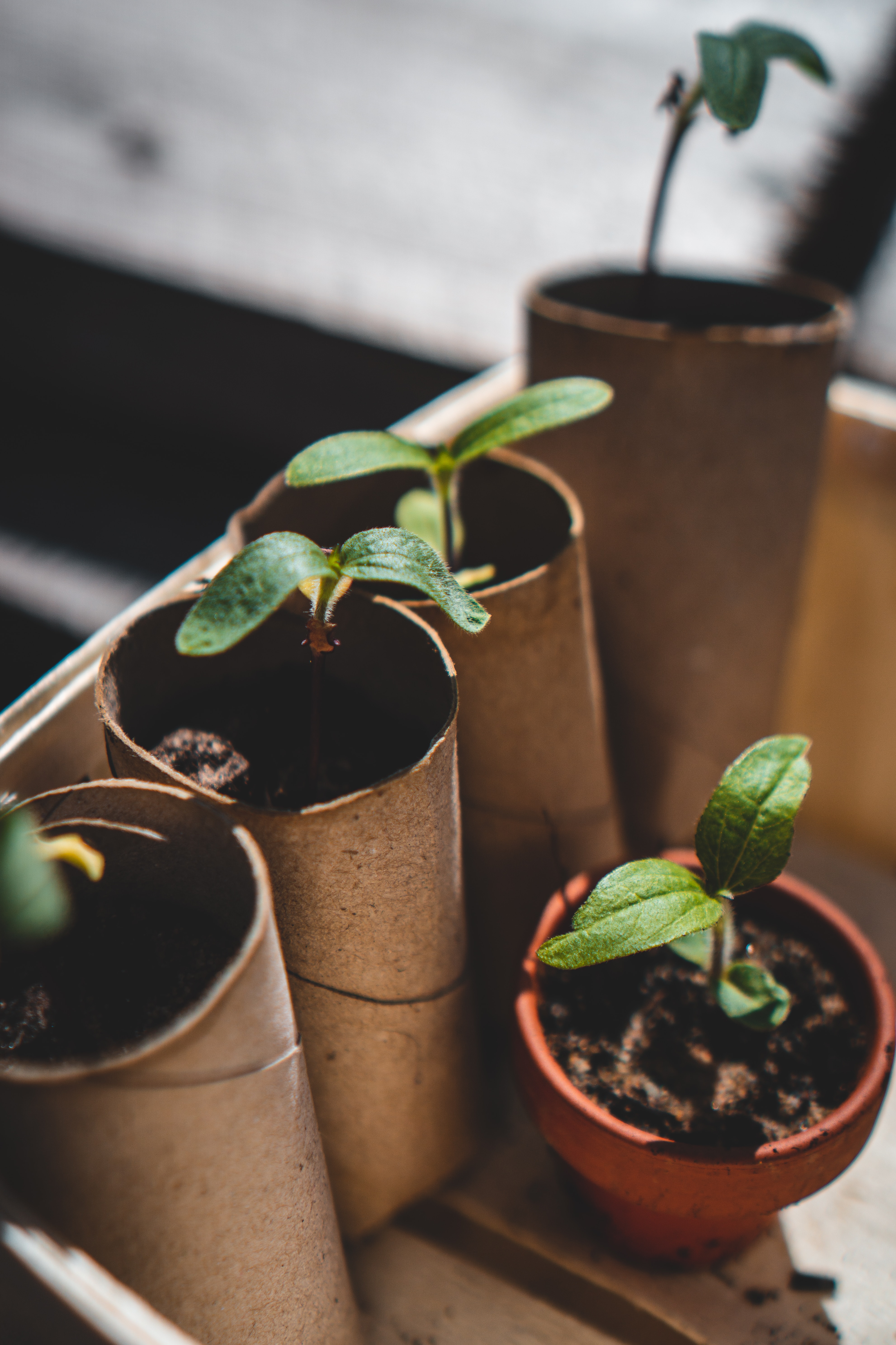 An assortment of saplings, ready to be planted.