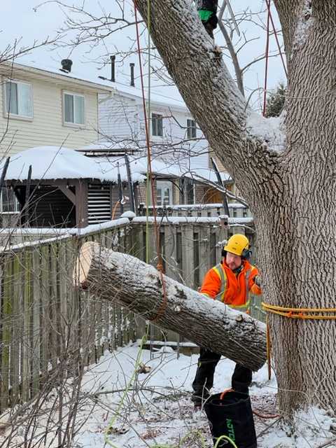 Ash Tree removal - Technical Rigging of Dead ash tree.