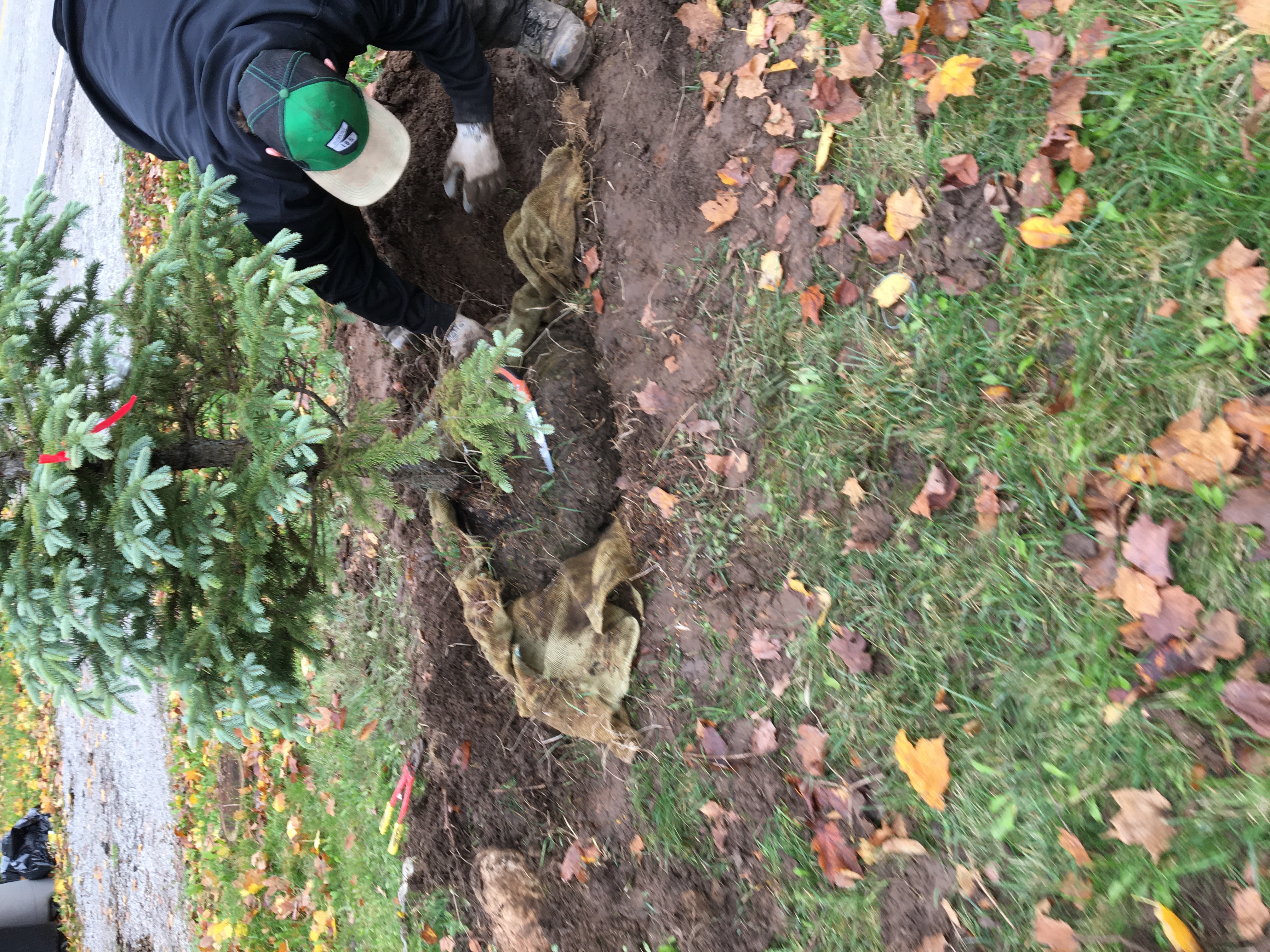 Tree Planting