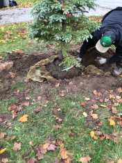 Spruce tree Root ball in ground 