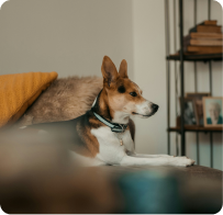 PetsPNG