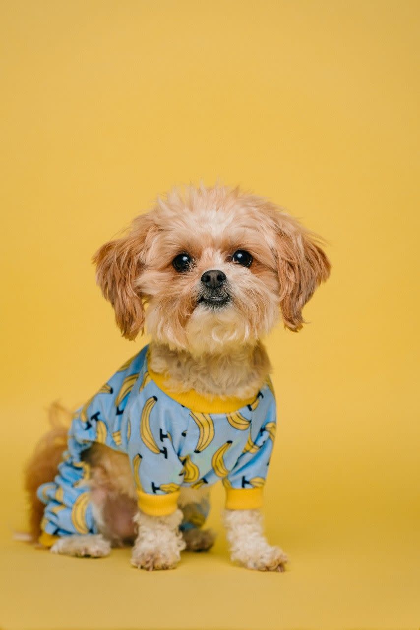 https://www.furnishedfinder.com/images/blog/Top-5-tips-for-traveling-with-your-pet/2.jpeg