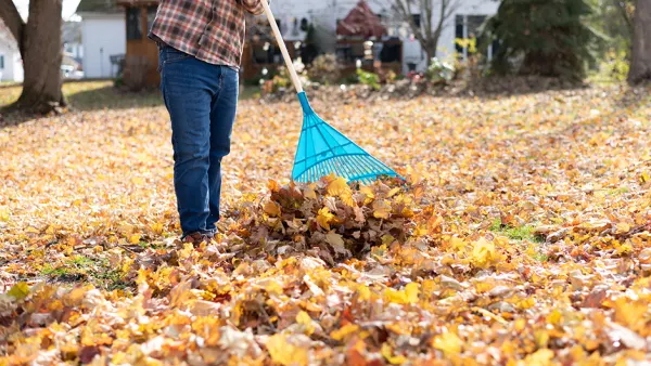 Raking leaves