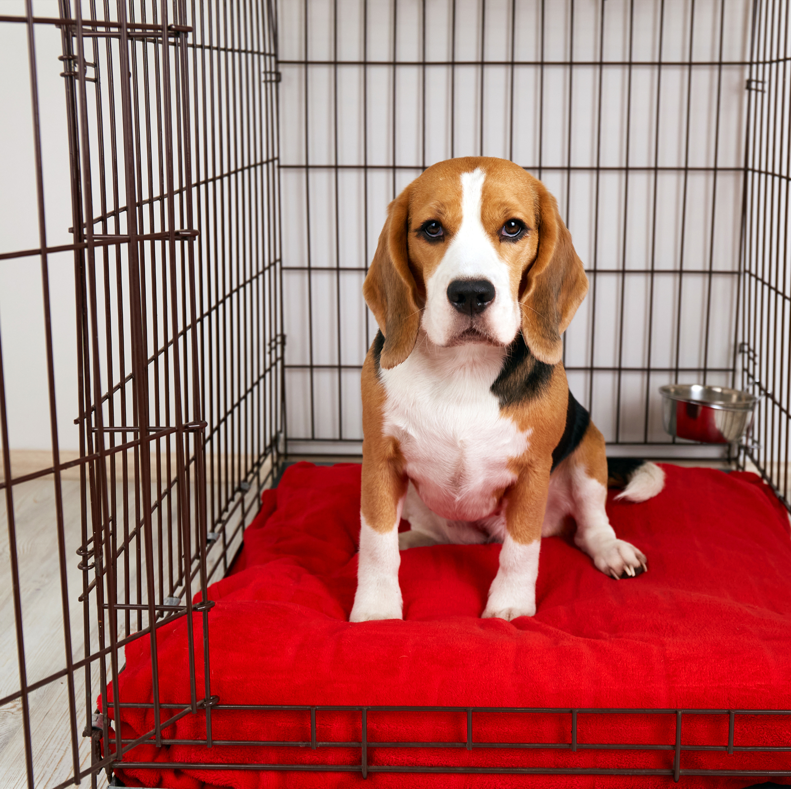 Dog cage shop for beagle