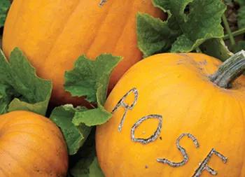 legacy asset from source