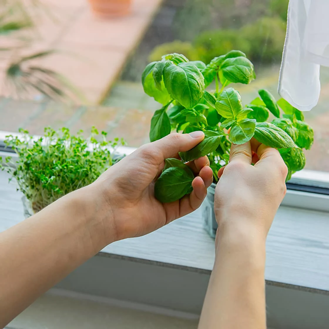 Faire pousser des fines herbes pour votre cuisine