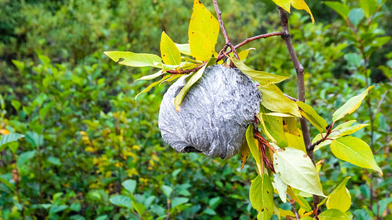 A wasp nest