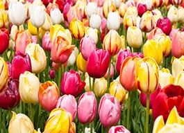 legacy asset from source