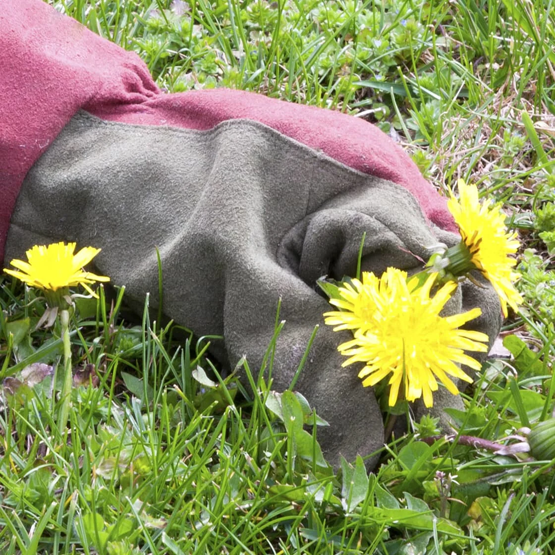 Someone pulls weeds.