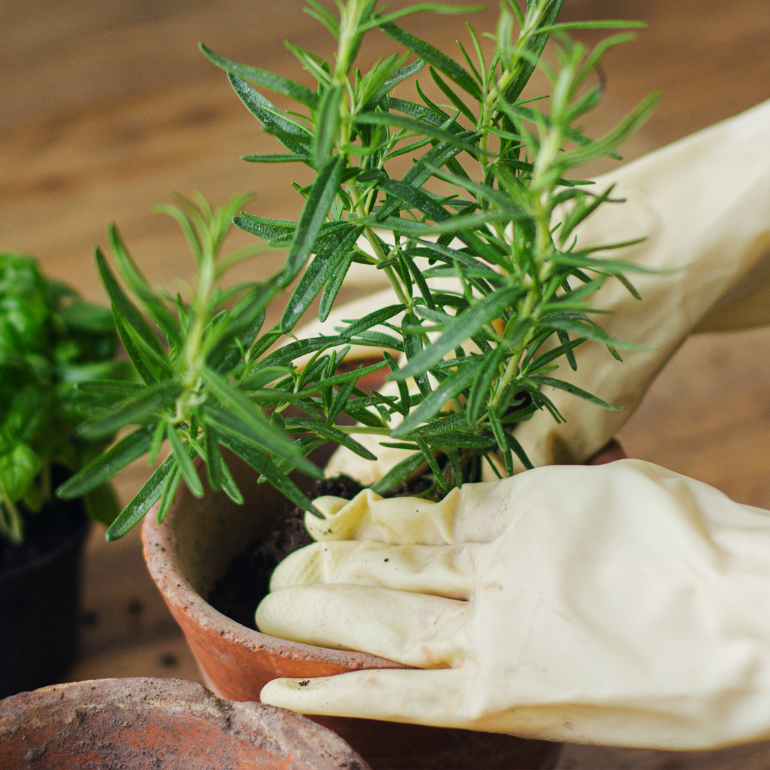 Savoir. Faire. Voici Comment Démarrer Un Jardin De Fines Herbes ...