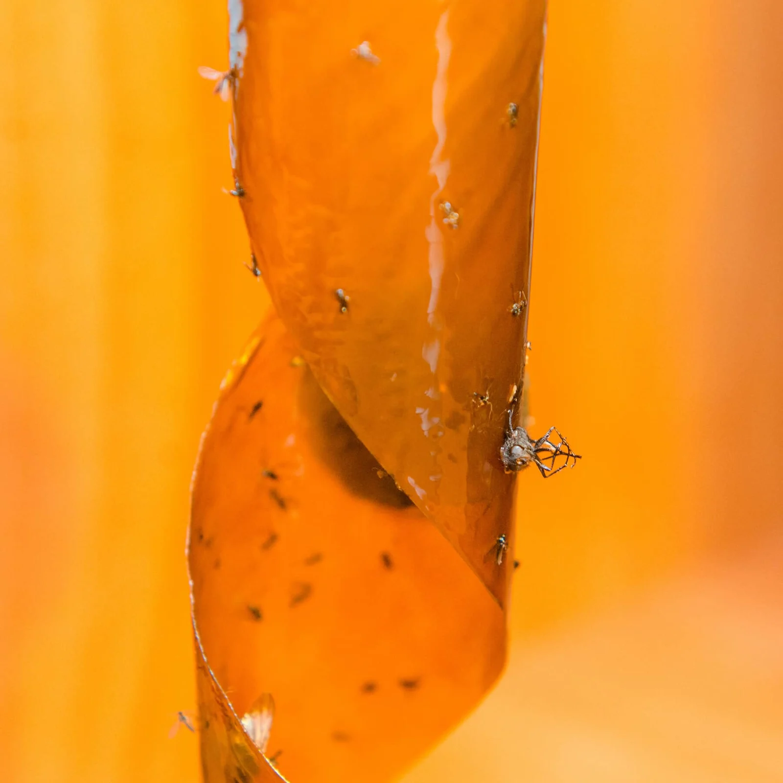 Comment se débarrasser des (maudites) mouches à fruits naturellement -  Écolo imparfaite