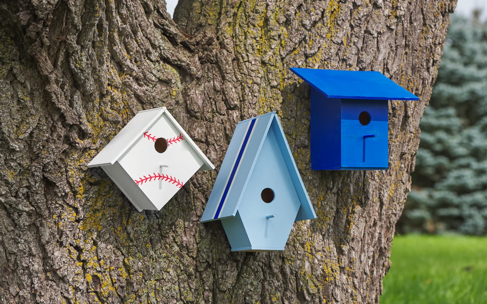 BeautiTone - Blue Jays - Birdhouses`