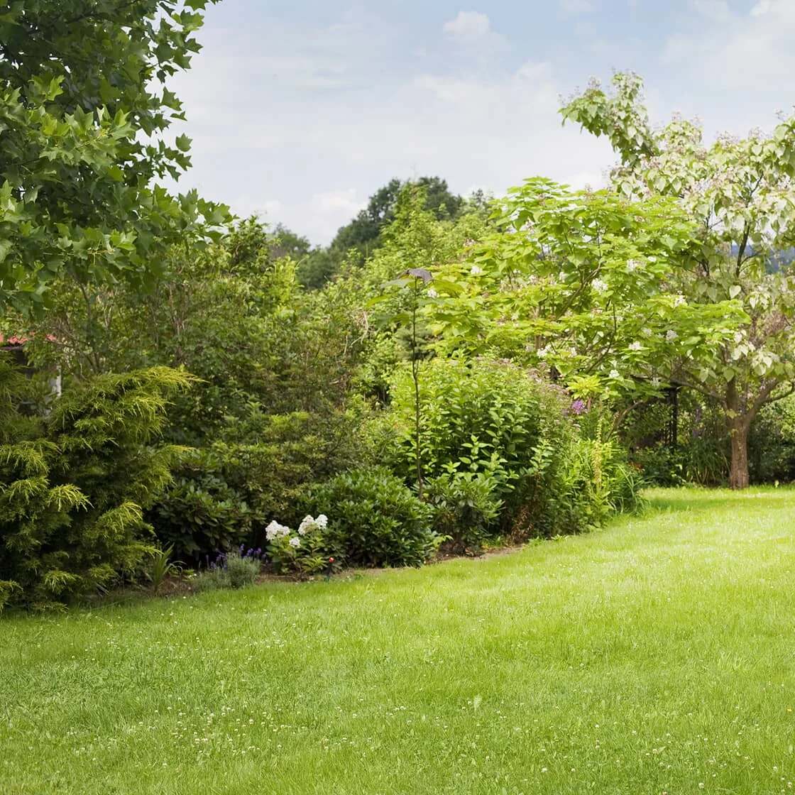 A yard with native plants.