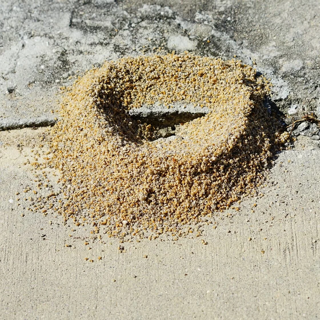 ant hill