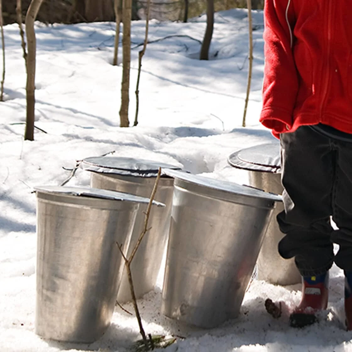 Buckets full of sap