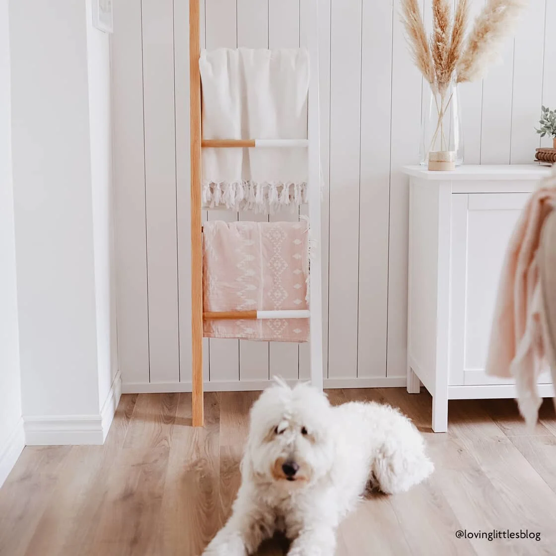 dog with ladder