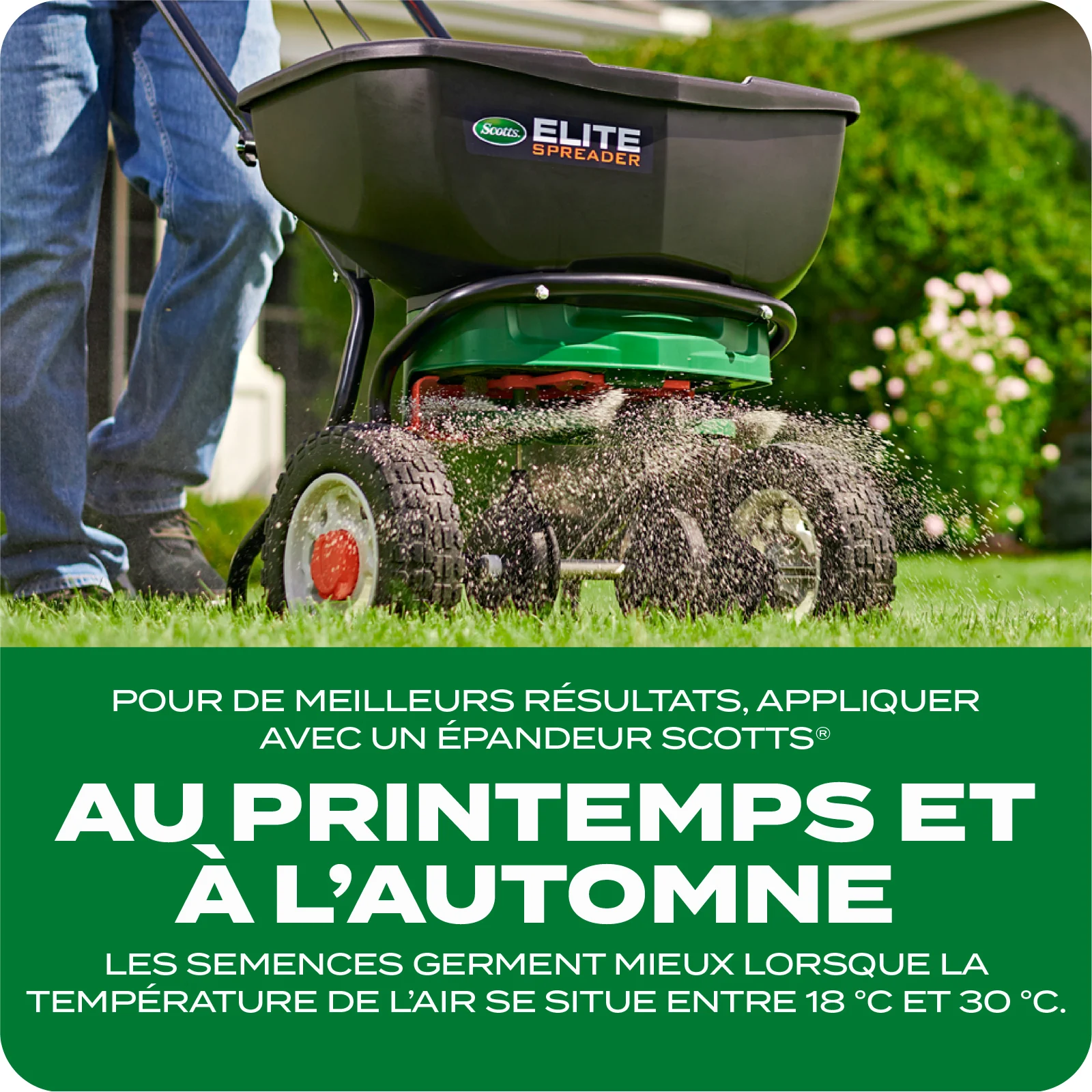LAWN SEED Q+T TILE 4 FRENCH