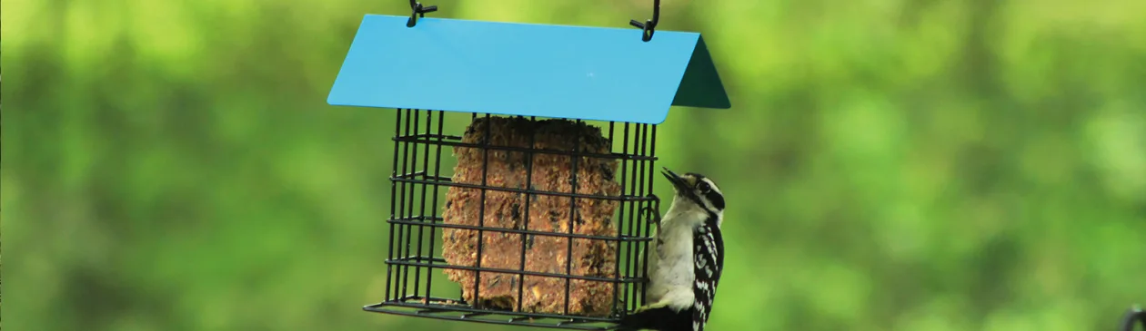 Set abri mangeoire et graines oiseaux (pour oiseaux du jardin)