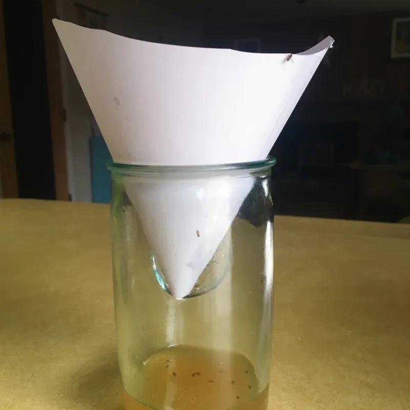 DIY Fruit fly trap