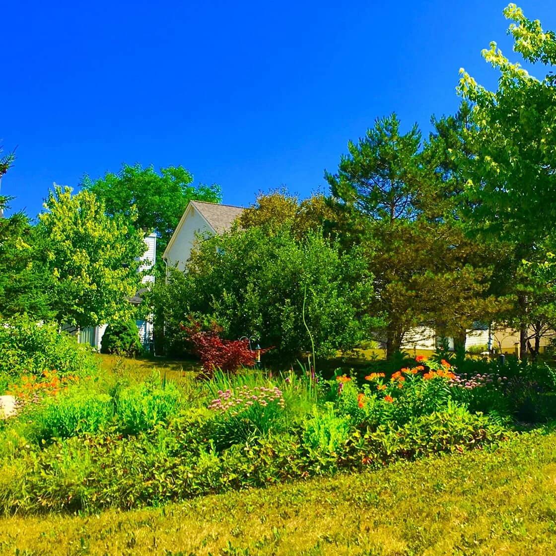 A rain garden.