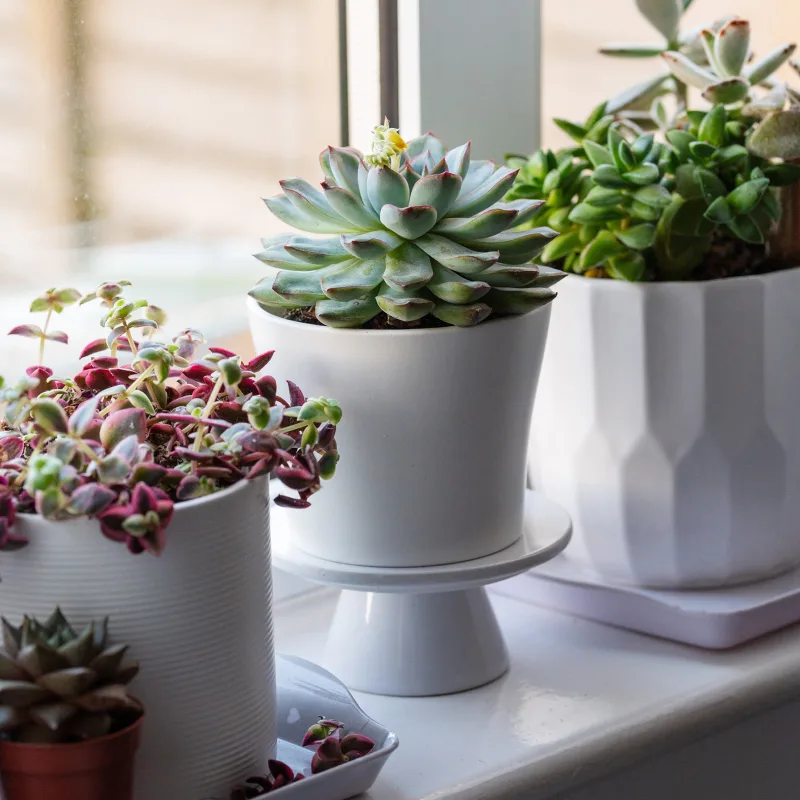 Plantes sur un rebord de fenêtre
