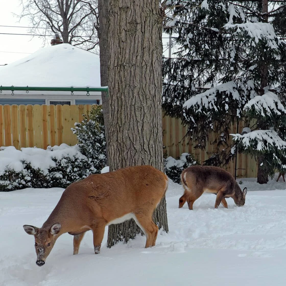 Two deer in the snow