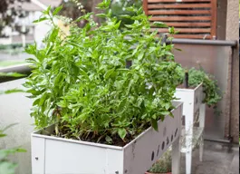 legacy asset from source