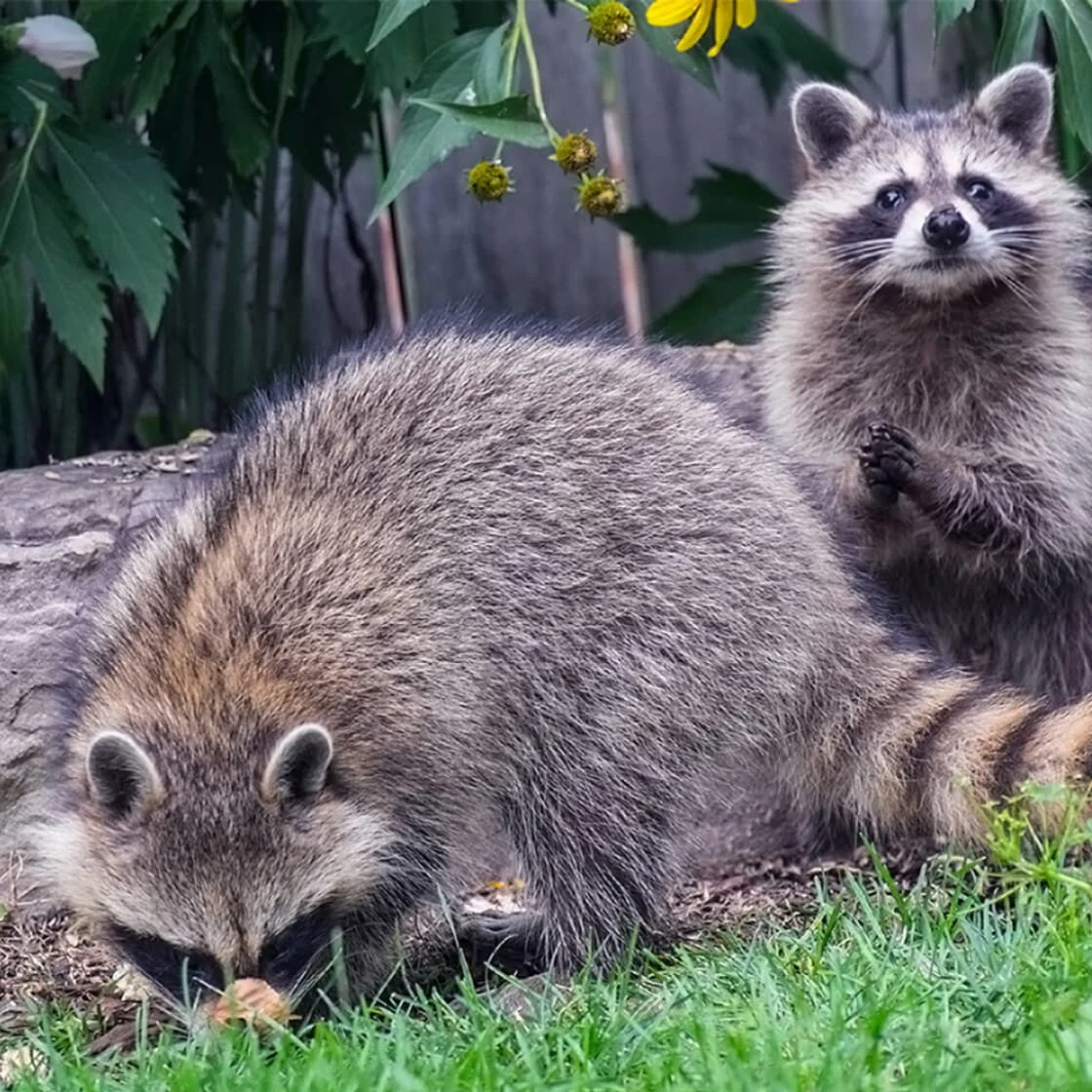 Deux raton laveurs 