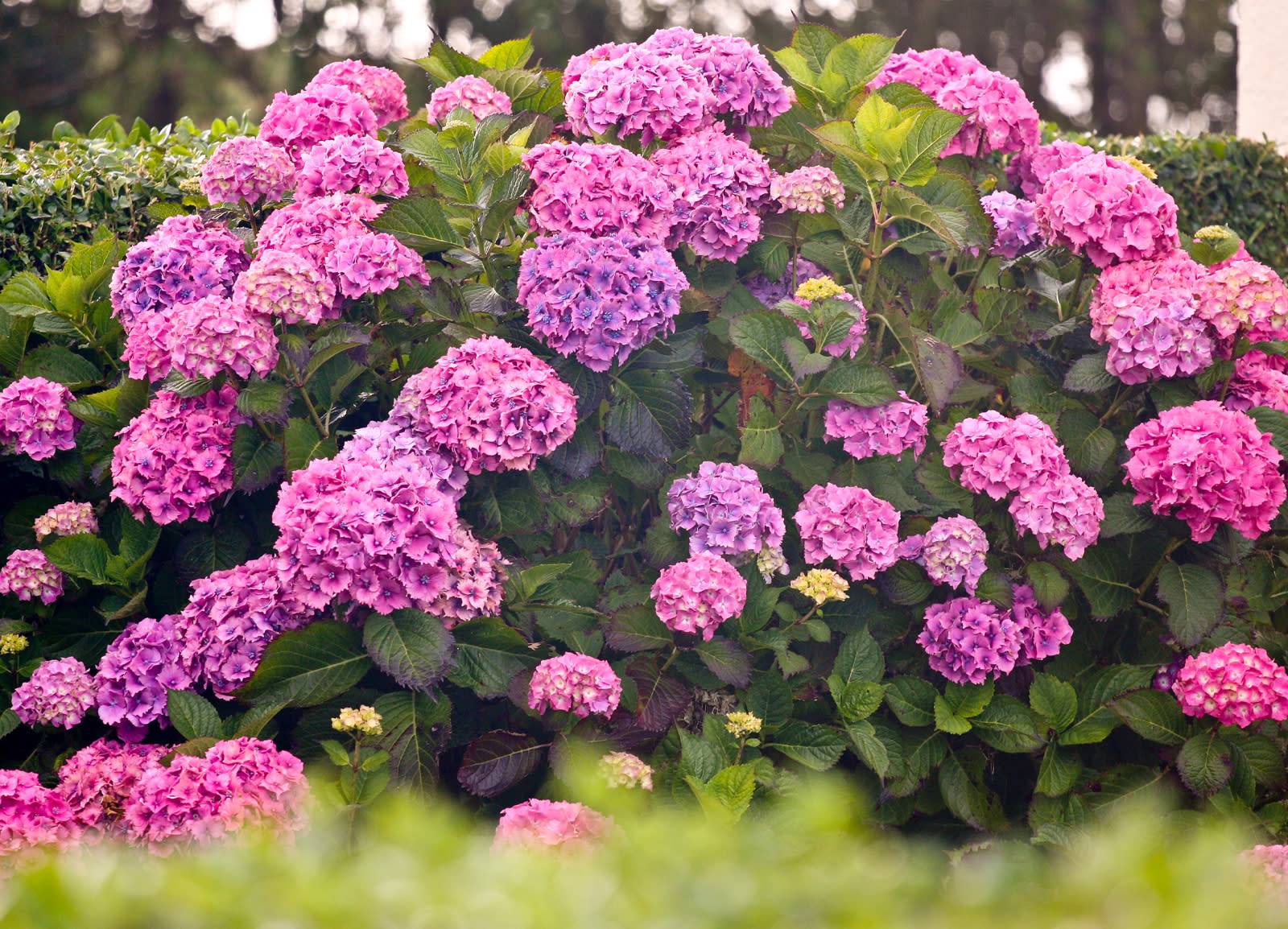 Flower Garden Timeline Here’s How to Know What to Plant & When Home