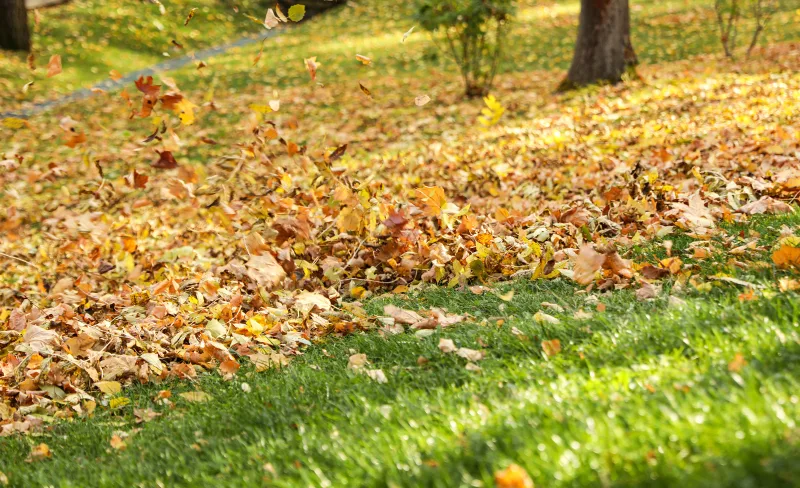 Lawn with fall leaves