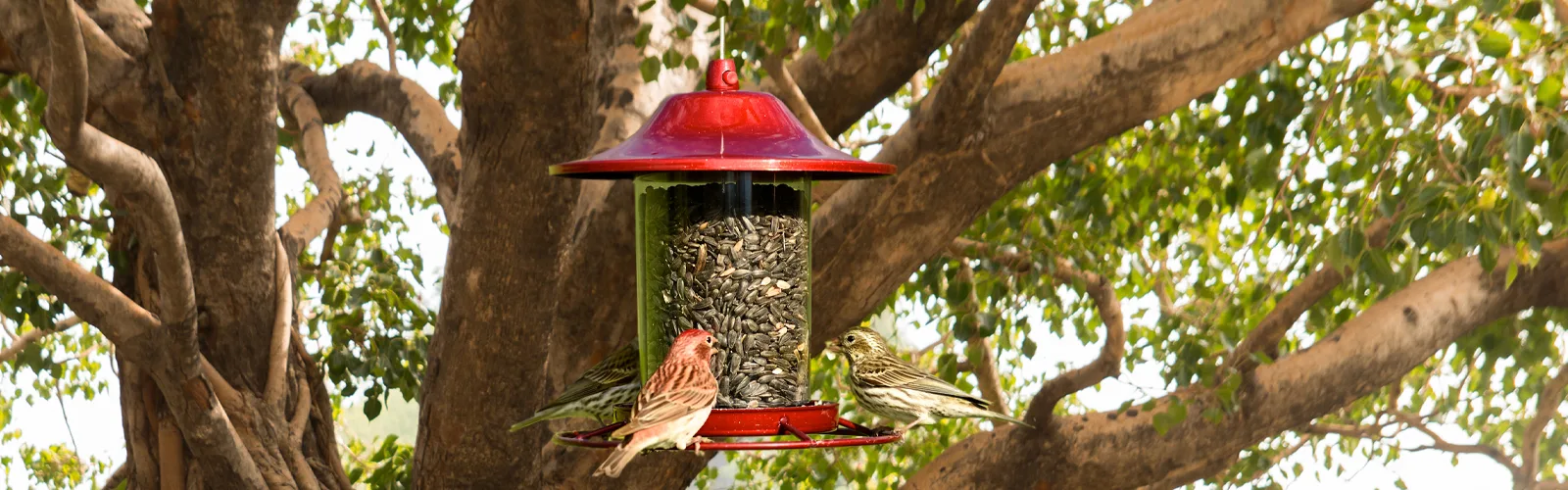 Mangeoire à oiseaux, , Mangeoire à graines pour oiseaux, Jardin extérieur,  Patio, 