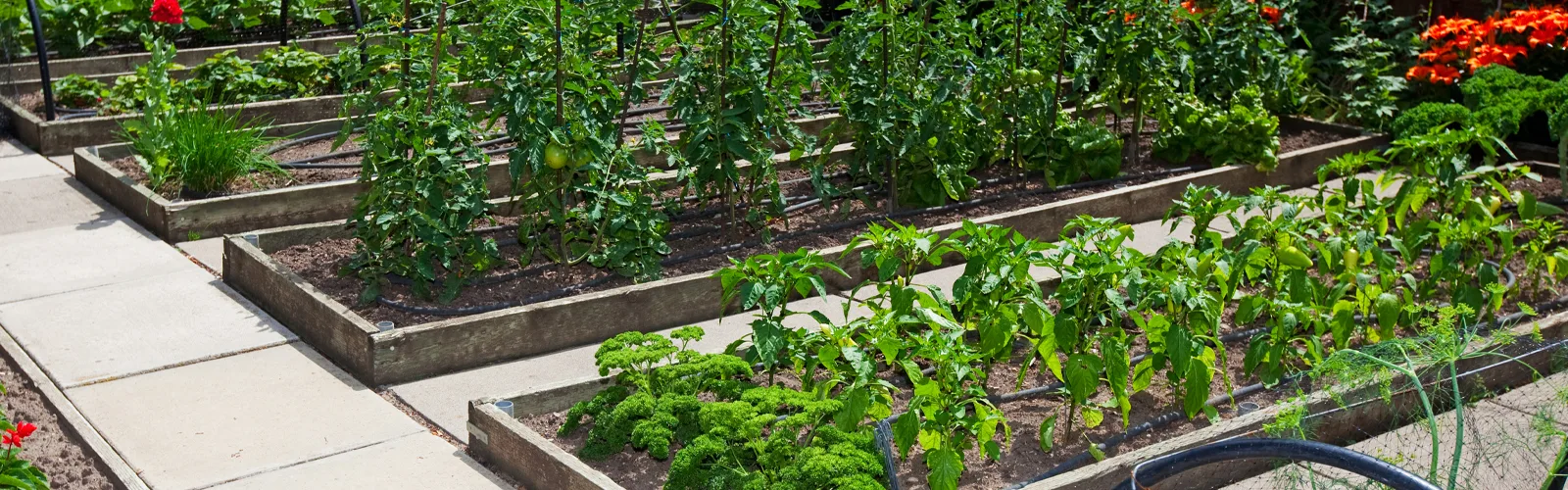 Conservez vos récoltes : la congélation et la mise en bocaux - Gamm vert