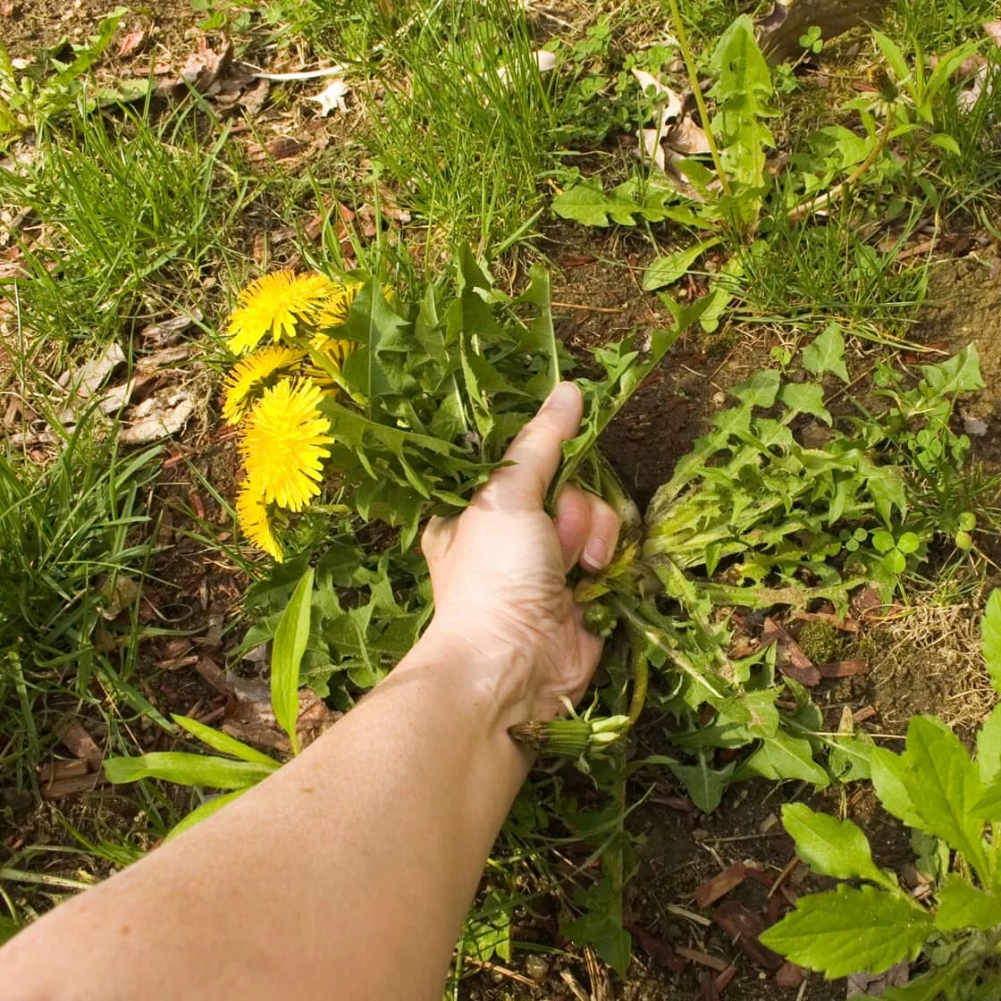 Someone pulls weeds