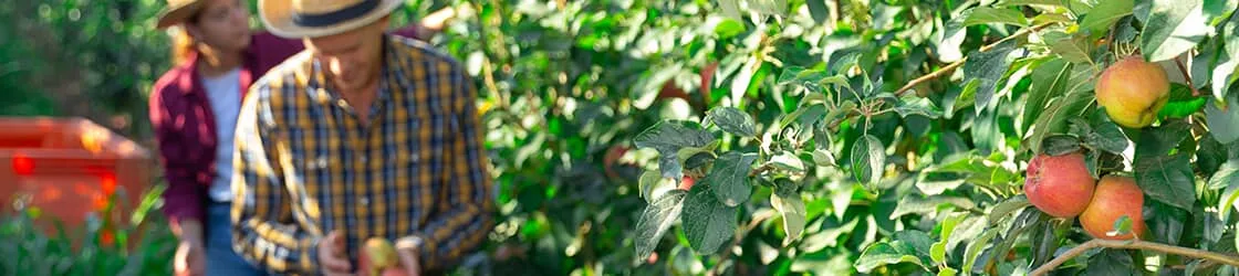 Apple orchard banner