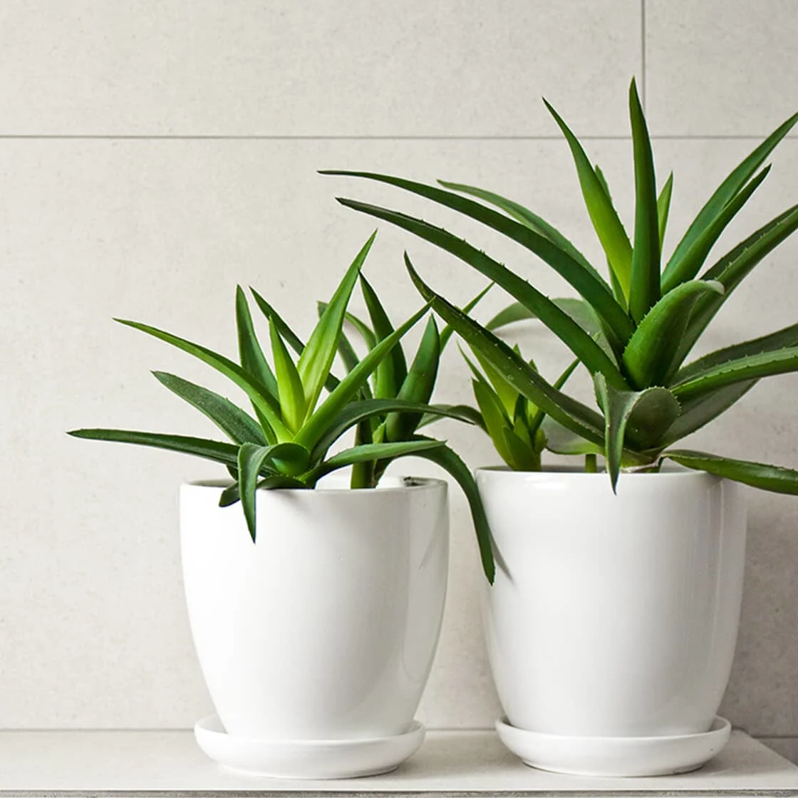 best indoor plants