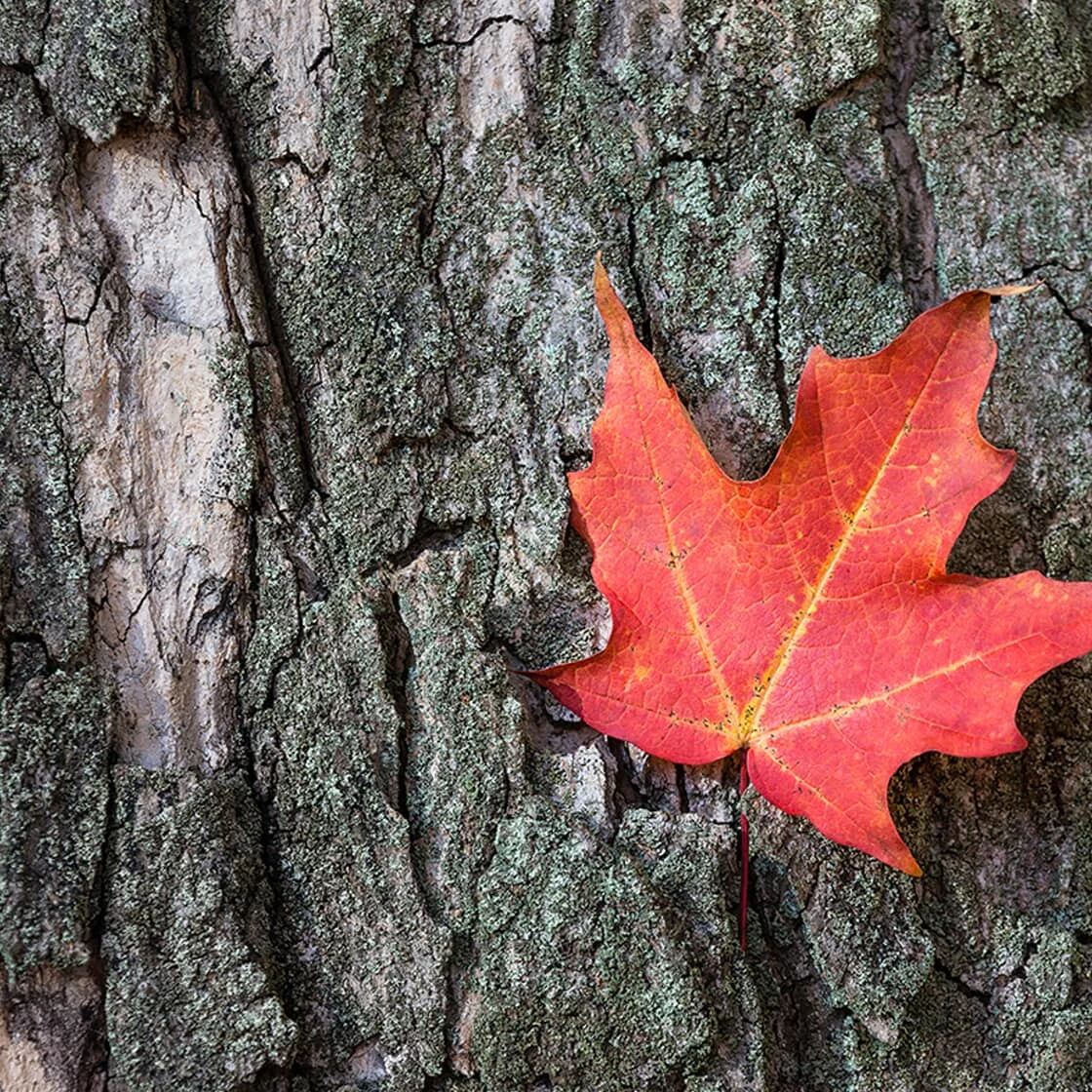 where to tap maple syrup