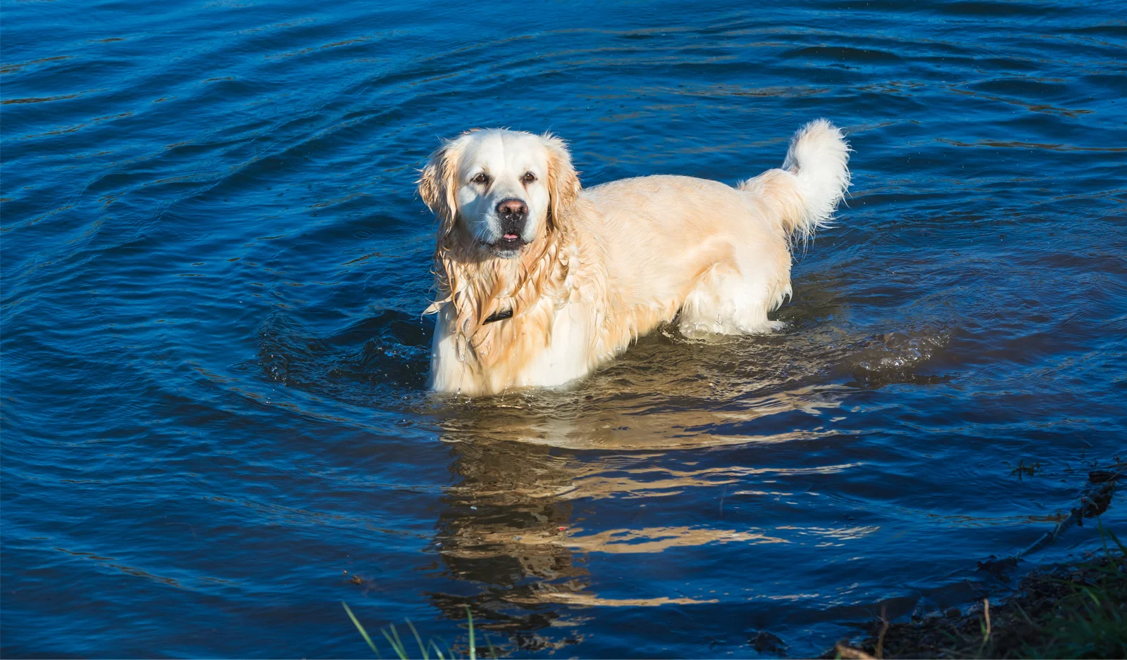 Un chien nage dans le lac