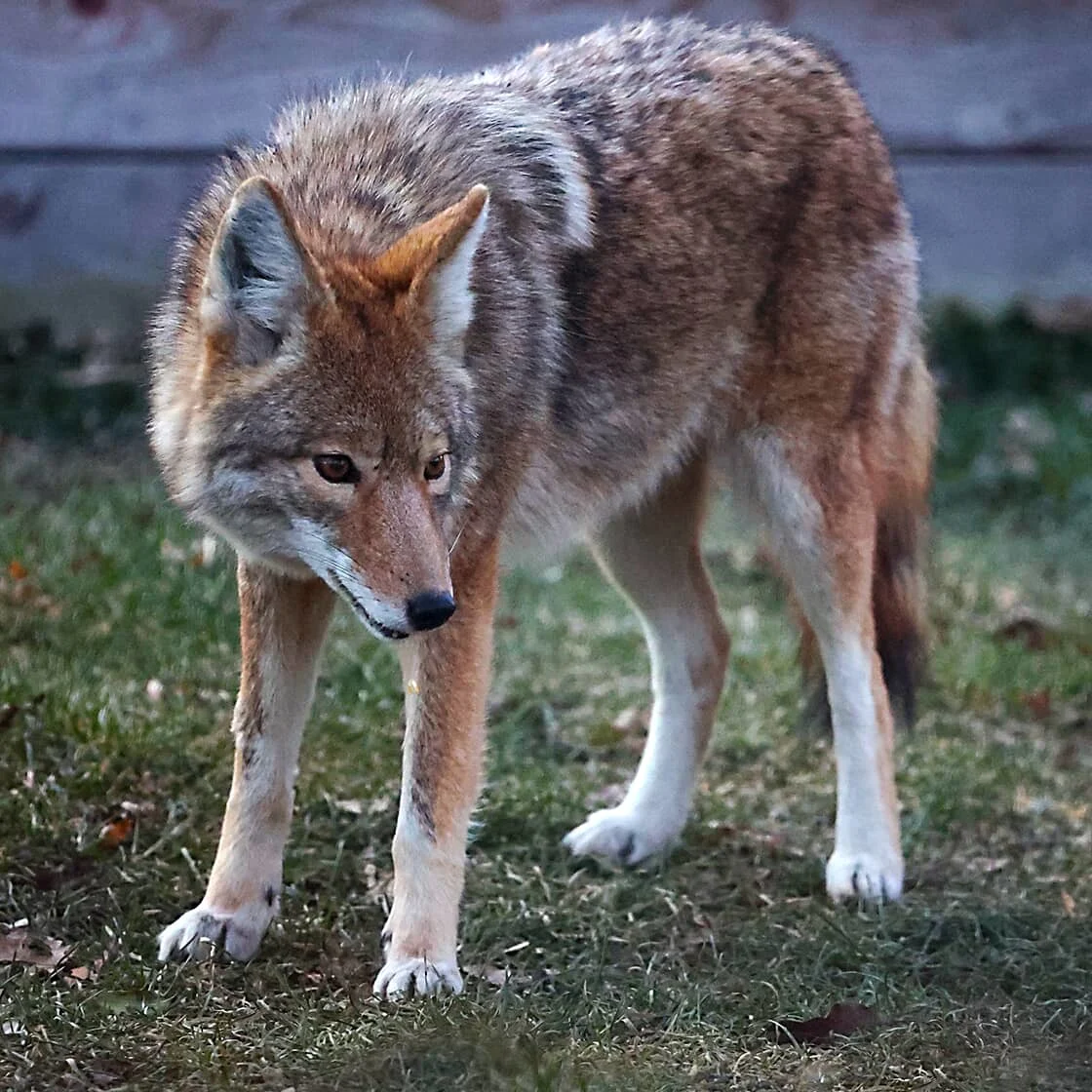 coyote in backyard
