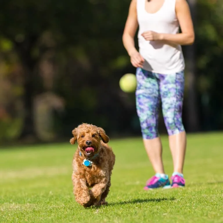 Here’s How to Have Fun Exercising with Your Pet | Home Hardware