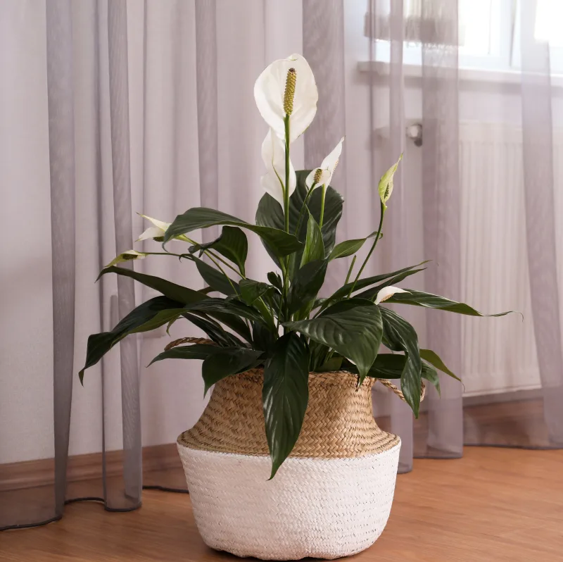Florist's Chrysanthemum: Air Purification & Other Benefits - Molekule